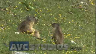 Link to Video | Rodentia, mammal, summer, Marmota, high mountains, Full High Definition, color, mountain range, day, animal, nature