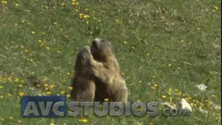 Link to Video | Rodentia, mammal, summer, Marmota, high mountains, Full High Definition, color, mountain range, day, animal, nature