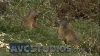 Link to Video | Rodentia, mammal, summer, Marmota, high mountains, Full High Definition, color, mountain range, day, animal, nature