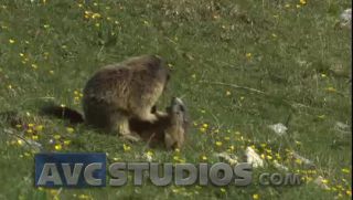 Link to Video | Rodentia, mammal, summer, Marmota, high mountains, Full High Definition, color, mountain range, day, animal, nature