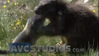 Link to Video | Rodentia, mammal, summer, Marmota, high mountains, Full High Definition, color, mountain range, day, animal, nature