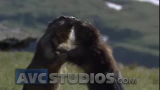 Link to Video | Rodentia, mammal, summer, Marmota, high mountains, Full High Definition, color, mountain range, day, animal, nature