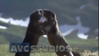 Link to Video | Rodentia, mammal, summer, Marmota, high mountains, Full High Definition, color, mountain range, day, animal, nature