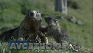 Link to Video | Rodentia, mammal, summer, Marmota, high mountains, Full High Definition, color, mountain range, day, animal, nature