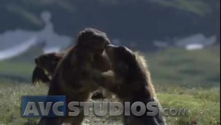 Link to Video | Rodentia, mammal, summer, Marmota, high mountains, Full High Definition, color, mountain range, day, animal, nature