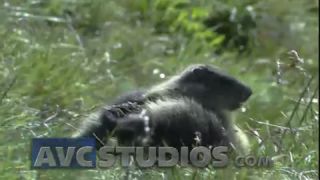 Link to Video | Rodentia, mammal, summer, Marmota, high mountains, Full High Definition, color, mountain range, day, animal, nature