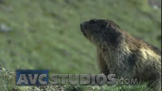 Link to Video | Rodentia, mammal, summer, Marmota, high mountains, Full High Definition, color, mountain range, day, animal, nature