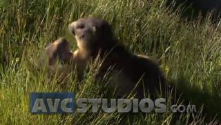 Link to Video | Rodentia, mammal, summer, Marmota, high mountains, Full High Definition, color, mountain range, day, animal, nature