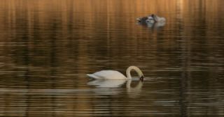 Link to Video | December, Salzach, Dabbling, underwater diving, color, lake, white, yellow-tail, liquid water, swan, 8K resolution, Austria, Europe, Köpfchen in das Wasser, Schwänzchen in die Höh’, 2023, birds, animal