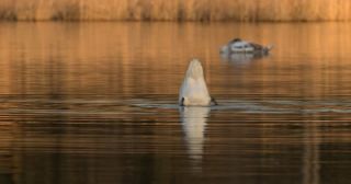 Link to Video | December, Salzach, Dabbling, underwater diving, color, lake, white, yellow-tail, liquid water, swan, 8K resolution, Austria, Europe, Köpfchen in das Wasser, Schwänzchen in die Höh’, 2023, birds, animal