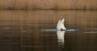 Link to Video | December, Salzach, Dabbling, underwater diving, color, lake, white, yellow-tail, liquid water, swan, 8K resolution, Austria, Europe, Köpfchen in das Wasser, Schwänzchen in die Höh’, 2023, birds, animal