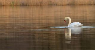 Link to Video | December, Salzach, Dabbling, underwater diving, color, lake, white, yellow-tail, liquid water, swan, 8K resolution, Austria, Europe, Köpfchen in das Wasser, Schwänzchen in die Höh’, 2023, birds, animal
