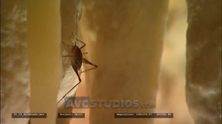 Link to Video | Obir-Tropfsteinhöhlen, insect, stalactite, Full High Definition, color, dripstone cave, 2020, Acheta domestica, cave, Austria, Gryllidae