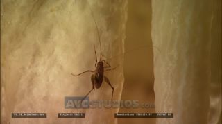 Link to Video | Obir-Tropfsteinhöhlen, insect, stalactite, Full High Definition, color, dripstone cave, 2020, Acheta domestica, cave, Austria, Gryllidae