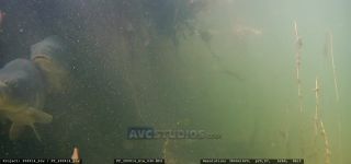 Link to Video | fish, Carniola, Slovenia, color, 4K resolution, 2020, liquid water, Rakek, river, Rak, Europe, underwater photography, animal, Inner Carniola