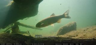 Link to Video | fish, Carniola, Slovenia, color, 4K resolution, 2020, liquid water, Rakek, river, Rak, Europe, underwater photography, animal, Inner Carniola