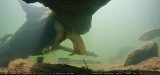 Link to Video | fish, Carniola, Slovenia, color, 4K resolution, 2020, liquid water, Rakek, river, Rak, Europe, underwater photography, animal, Inner Carniola