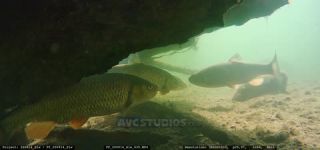 Link to Video | fish, Carniola, Slovenia, color, 4K resolution, 2020, liquid water, Rakek, river, Rak, Europe, underwater photography, animal, Inner Carniola