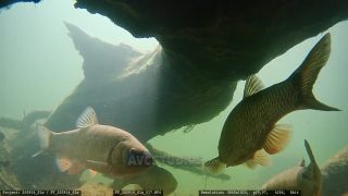 Link to Video | fish, Carniola, Slovenia, color, 4K resolution, 2020, liquid water, Rakek, river, Rak, Europe, underwater photography, animal, Inner Carniola
