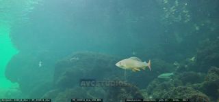 Link to Video | fish, Carniola, Slovenia, color, 4K resolution, 2020, liquid water, Rakek, river, Rak, Europe, underwater photography, animal, Inner Carniola