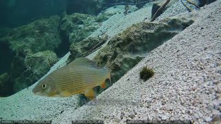 Link to Video | fish, Carniola, Slovenia, color, 4K resolution, 2020, liquid water, Rakek, river, Rak, Europe, underwater photography, animal, Inner Carniola