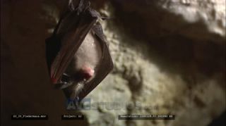 Link to Video | grotto, Obir-Tropfsteinhöhlen, stalactite, Full High Definition, color, dripstone cave, 2020, cave, Austria, Europe, dripstone