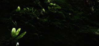 Link to Video | landscape, Škocjan, June, summer, karst, Reka River, Slovenia, color, 4K resolution, green, river, Europe, Škocjan Caves, Kras, plant, UNESCO World Heritage Site