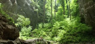 Link to Video | landscape, Škocjan, June, summer, karst, Reka River, Slovenia, color, 4K resolution, green, river, Europe, Škocjan Caves, Kras, plant, UNESCO World Heritage Site