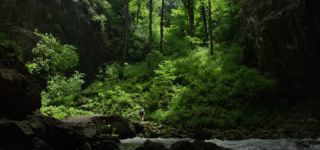 Link to Video | landscape, Škocjan, June, summer, karst, Reka River, Slovenia, color, 4K resolution, green, river, Europe, Škocjan Caves, Kras, plant, UNESCO World Heritage Site