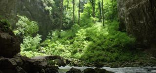 Link to Video | landscape, Škocjan, June, summer, karst, Reka River, Slovenia, color, 4K resolution, green, river, Europe, Škocjan Caves, Kras, plant, UNESCO World Heritage Site