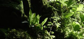 Link to Video | landscape, Škocjan, June, summer, karst, Reka River, Slovenia, color, 4K resolution, green, river, Europe, Škocjan Caves, Kras, plant, UNESCO World Heritage Site