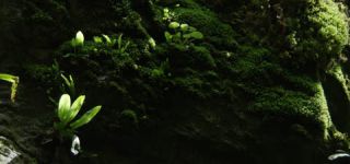 Link to Video | landscape, Škocjan, June, summer, karst, Reka River, Slovenia, color, 4K resolution, green, river, Europe, Škocjan Caves, Kras, plant, UNESCO World Heritage Site