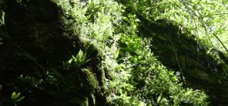 Link to Video | landscape, Škocjan, June, summer, karst, Reka River, Slovenia, color, 4K resolution, green, river, Europe, Škocjan Caves, Kras, plant, UNESCO World Heritage Site