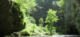 Link to Video | landscape, Škocjan, June, summer, karst, Reka River, Slovenia, color, 4K resolution, green, river, Europe, Škocjan Caves, Kras, plant, UNESCO World Heritage Site