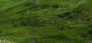 Link to Video | June, summer, karst, Slovenia, color, 4K resolution, 2016, liquid water, Europe, Kras, animal, nature