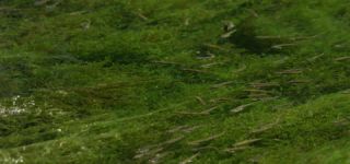 Link zum Video | Juni, Sommer, Karst, Slowenien, Farbe, 4K, 2016, flüssiges Wasser, Europa, Karst, Tier, Natur