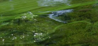 Link zum Video | Juni, Sommer, Karst, Slowenien, Farbe, 4K, 2016, flüssiges Wasser, Europa, Karst, Tier, Natur