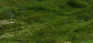 Link zum Video | Juni, Sommer, Karst, Slowenien, Farbe, 4K, 2016, flüssiges Wasser, Europa, Karst, Tier, Natur