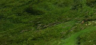 Link to Video | June, summer, karst, Slovenia, color, 4K resolution, 2016, liquid water, Europe, Kras, animal, nature