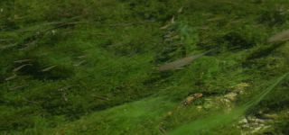 Link zum Video | Juni, Sommer, Karst, Slowenien, Farbe, 4K, 2016, flüssiges Wasser, Europa, Karst, Tier, Natur