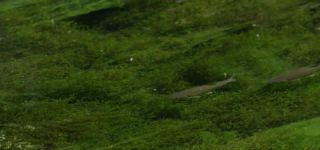 Link zum Video | Juni, Sommer, Karst, Slowenien, Farbe, 4K, 2016, flüssiges Wasser, Europa, Karst, Tier, Natur