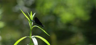 Link to Video | June, summer, karst, Slovenia, color, 4K resolution, 2016, liquid water, Europe, Kras, animal, nature
