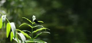 Link to Video | June, summer, karst, Slovenia, color, 4K resolution, 2016, liquid water, Europe, Kras, animal, nature