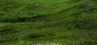 Link to Video | June, summer, karst, Slovenia, color, 4K resolution, 2016, liquid water, Europe, Kras, animal, nature