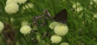 Link zum Video | Juni, Sommer, Karst, Slowenien, Farbe, 4K, 2016, Österreich, Europa, Insekt, Karst, Tier, Natur