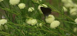 Link zum Video | Juni, Sommer, Karst, Slowenien, Farbe, 4K, 2016, Österreich, Europa, Insekt, Karst, Tier, Natur