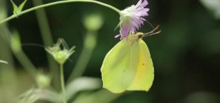 Link to Video | June, summer, karst, Slovenia, color, 4K resolution, 2016, Austria, Europe, heraldic insect, Kras, animal, nature
