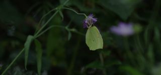 Link zum Video | Juni, Sommer, Karst, Slowenien, Farbe, 4K, 2016, Österreich, Europa, Insekt, Karst, Tier, Natur