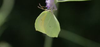 Link to Video | June, summer, karst, Slovenia, color, 4K resolution, 2016, Austria, Europe, heraldic insect, Kras, animal, nature