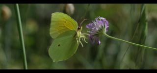 Link zum Video | Juni, Sommer, Karst, Slowenien, Farbe, 4K, 2016, Österreich, Europa, Insekt, Karst, Tier, Natur